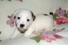 N�dhern� �t���tka Jack Russell terier
