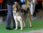 ttka tibetsk dogy (ttka s PP)