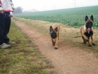 Belgick� ov��k Malinois