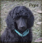 Pudl velk� b�l� a �ern�