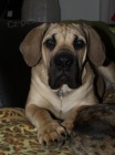 Boerboel ttka