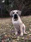Boerboel �t���tka