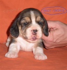 Beagle-b�gl s PP