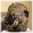 Kr�sn� vlko�ed� �t�n�tka NO s PP