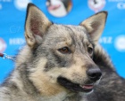 �v�dsk� vallhund