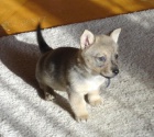 �v�dsk� vallhund