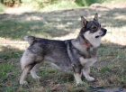 �v�dsk� vallhund