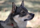 �v�dsk� vallhund