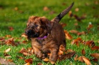 Briard