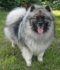 Keeshond / vl�� �pic �pi�kov� �t��ata s PP hl�da�
