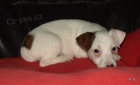 jack russell terier