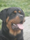 Rottweiler - 8 msn pes s PP