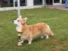 Prod�m �t��ata welshcorgi pembroke
