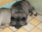 N�meck� �pic vl��/keeshond