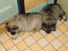 N�meck� �pic vl��/keeshond
