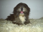 Lhasa Apso s PP