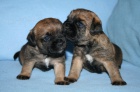 BORDER TERIER-�t��ata ch.st.BOHEMIA BARING