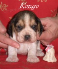 Beagle-b�gl s PP