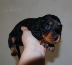 Jezev��k trpasli��/kr�li��