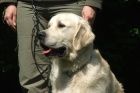 Golden retriever - nab�z�me psa ke kryt� s PP