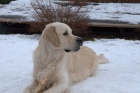 Golden retriever - nab�z�me psa ke kryt� s PP