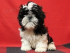 Shih-tzu - �t���tka s PP