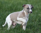 Kr�sn� �t��ata plemene Whippet s PP