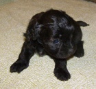 Bi�onek havana, kr�sn� �t���tka, levn�.