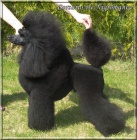 Pudl st�edn� �ern� - �t��ata