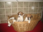 Jack russell teri�r