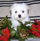 MALT�Z��EK S PP