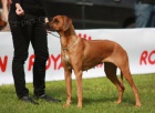 Rhod�sk� ridgeback - �t��ata s PP