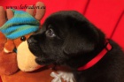 �t���tka Labrador Retriever s PP