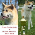 �t��ata Akita inu s PP