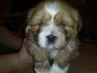 Lhasa apso s PP