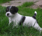 PARSON RUSSELL TERRIER - �t���tka s PP
