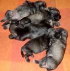 Kn�ra� mal� p+s