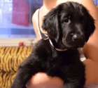 Flat Coated Retriever- �t���tka, fene�ky