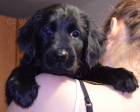 Flat Coated Retriever- �t���tka, fene�ky