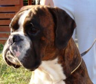 n�meck� boxer s pp