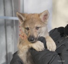 �t�n� �eskoslovensk�ho vl��ka