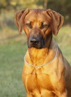 Rhod�sk� ridgeback - �t���tka s PP