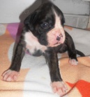 n�meck� boxer s pp