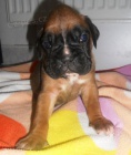 n�meck� boxer s pp