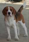 beagle, b�gl, nab�dka kryt�