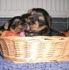 Jork��rsk� teri�r - �t���tka s PP