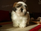 Shih-tzu �t���tka s PP