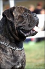�t��ata BULLMASTIFF, BULMASTIF