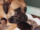 �t��ata BULLMASTIFF, BULMASTIF