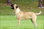 �t��ata BULLMASTIFF, BULMASTIF